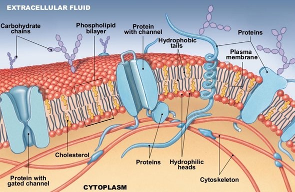 extracellular fluid